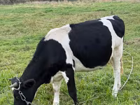 Krava, Swiss cattle — foto 2