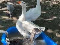 Geese — الصورة 4