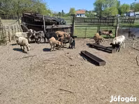 Juhok (tétel, nem megadva), Cameroon sheep — 5. fotó