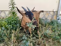 Ешкі, Alpine goat — 1-сурет