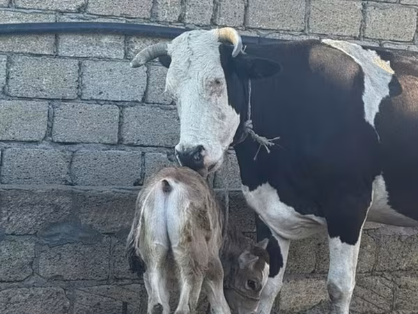 Tehén, Simmental cattle