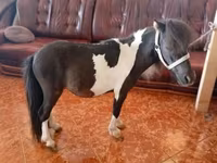 Hing, Falabella — 2. fotó