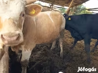 Toro, Simmental cattle — foto 6