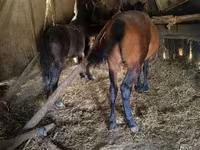 Horse (M), Horses — photo 5