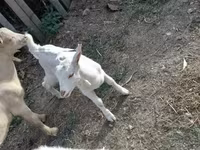 公山羊, Goats — 照片 2