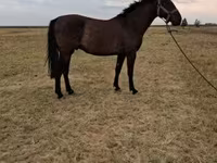 公马, Horses — 照片 4
