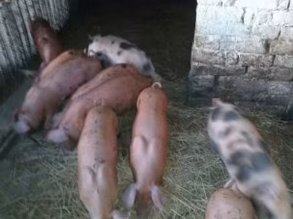 猪（批次，未指定性别）, Pigs