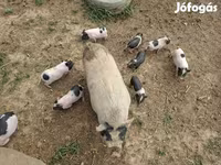 Boar, Вьетнамская вислобрюхая — photo 6