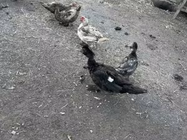 Ducks