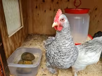 japán bantam — 3. fotó