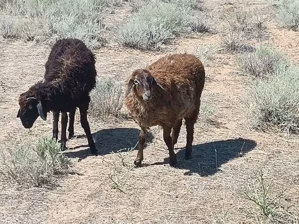Kos, Edilbay sheep