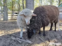 भेड़, Merino sheep — फ़ोटो 4