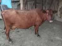 Vache, Vache rouge sans cornes — photo 1