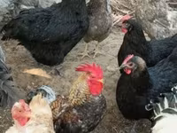 Chickens — 照片 3