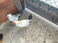 Chickens — 4. fotó