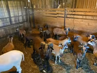 绵羊（批次，未指定性别）, Cameroon sheep — 照片 4