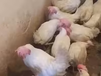 Chickens — zdjęcie 4