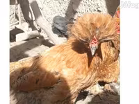 Chickens — foto 1
