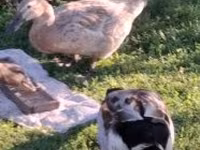 Ducks — 照片 3