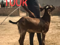 Kecskék (tétel, nem megadva), Najdi goat — 1. fotó