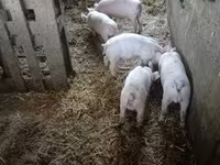 公猪, Pigs — 照片 2