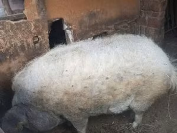 母猪, 