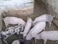 मादा सूअर, सूअर — फ़ोटो 1