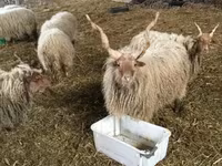 Schaf, Racka sheep — Foto 4