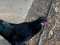 Chickens — फ़ोटो 5