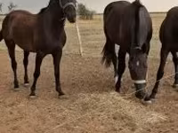 公马, Horses — 照片 2