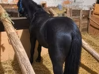 公马, Horses — 照片 1