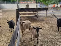 Kos, Racka sheep — 3. fotó