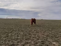 Kanca, Horse breed — 4. fotó