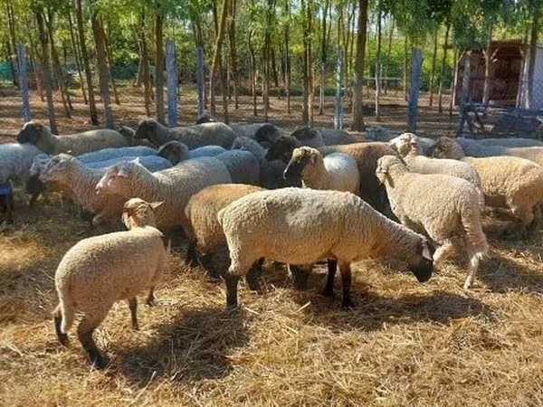 母羊, Sheep