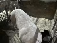 Eber, Schweine — Foto 2