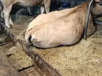 Tehén, Aubrac cattle — 2. fotó