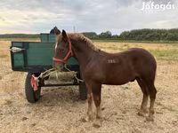 Caballo, Hungarian horse breed — foto 2