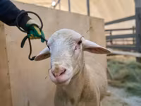 Qoç, Lacaune sheep — foto 2