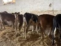 Kuh, Rinder — Foto 2