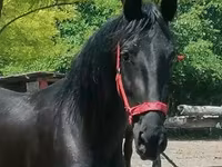 Mare, Friesian — photo 2