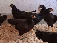 Chickens — 6. fotó