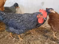 Chickens — Foto 2