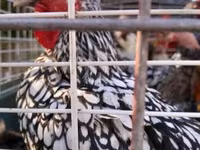 Chickens — الصورة 2