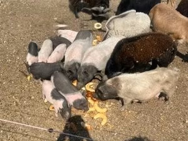 Sow, Pigs — Hungary