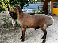 Juhok (tétel, nem megadva), Juhok — 3. fotó