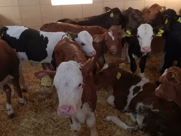 Szarvasmarha (tétel, nem megadva), Simmental cattle