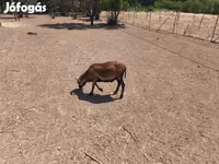Widder, Cameroon sheep — Foto 6