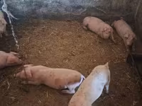 Sow, Pigs — photo 5