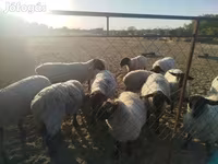 Juh, White Suffolk sheep — 3. fotó