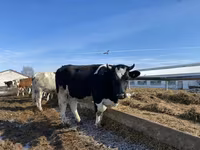 بقرة, Russian Black pied cattle — الصورة 2
